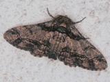 Omphalucha indeflexa
